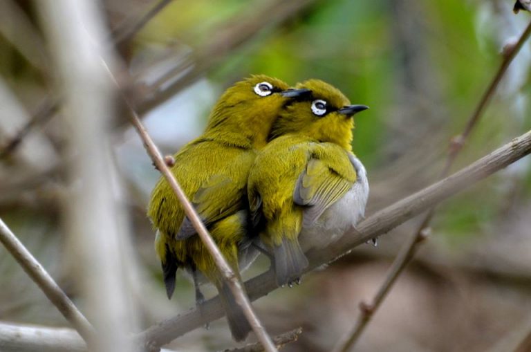 oriental white eye - myIndiamyGlory